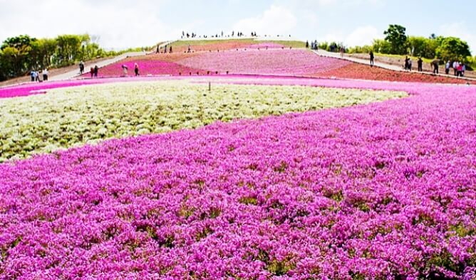 茶臼山高原