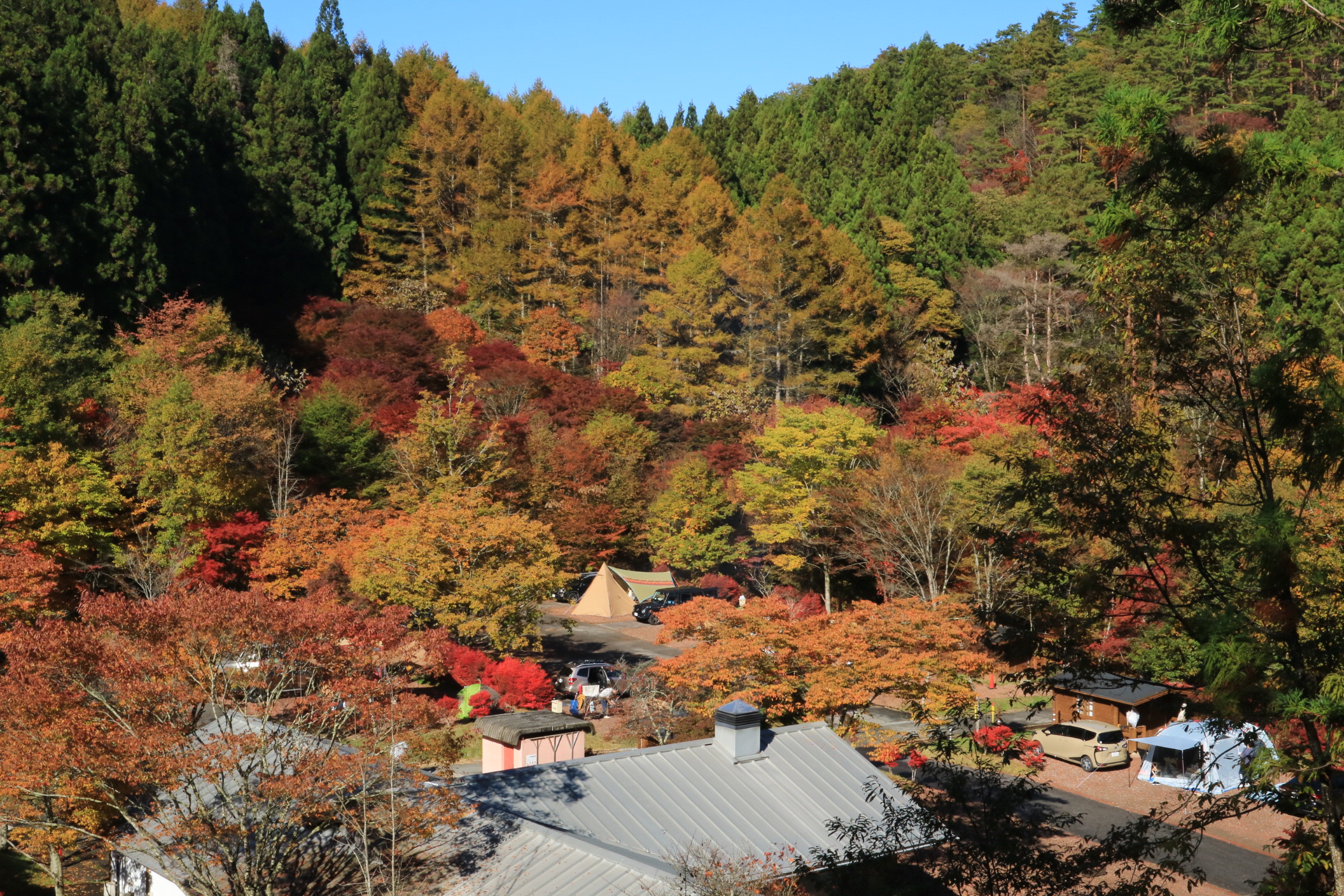 紅葉の見頃と臨時営業のお知らせ